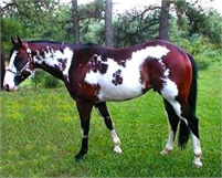 Nice All Around Painthorse - Sample Listing