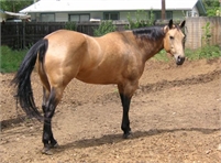 Beautiful Horse-Sample Listing