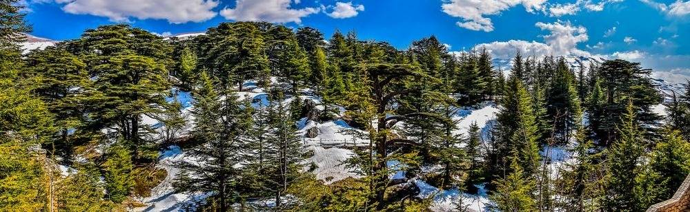 Cedars of Lebanon