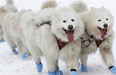 Dogs and Cats Can Test positive But They Can't Pass on Coronavirus