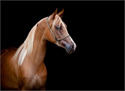 Early winners versus Stakes success
