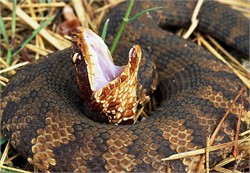 Pre-Hospital Snakebite Management