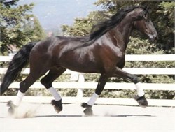Get the Most Out of Your ‘Quirky’ Horse