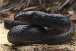 Why We Shouldn’t Kill Snakes